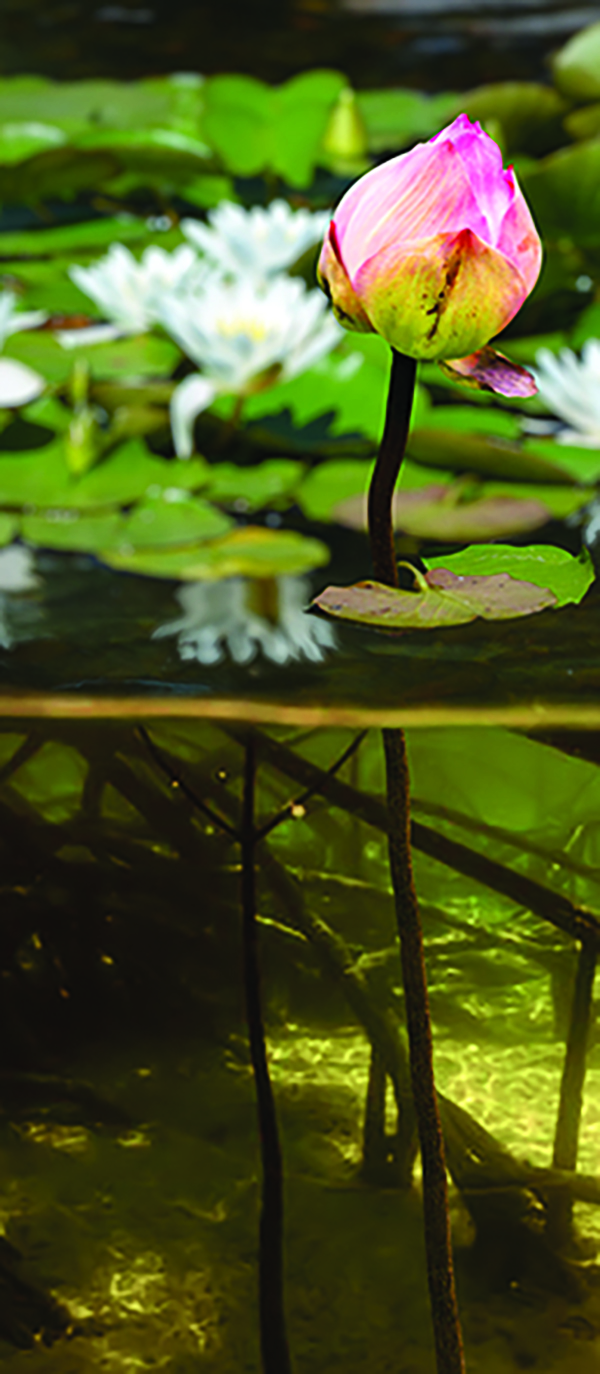 seeking light book graphic lotus 1a